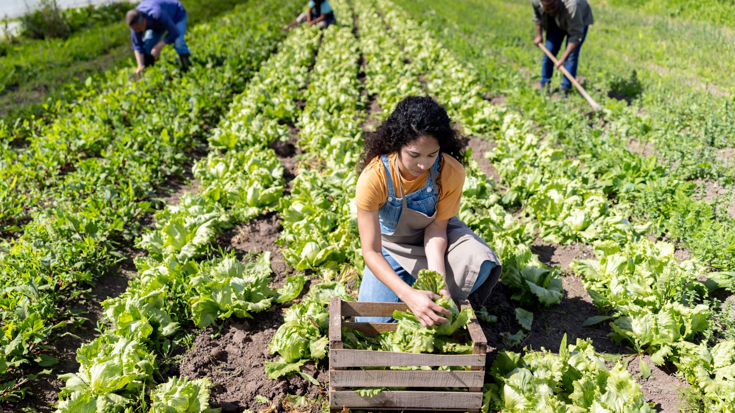 Female Farmer Harvesting Female farmer kneeling down and harvesting crop in sunshine