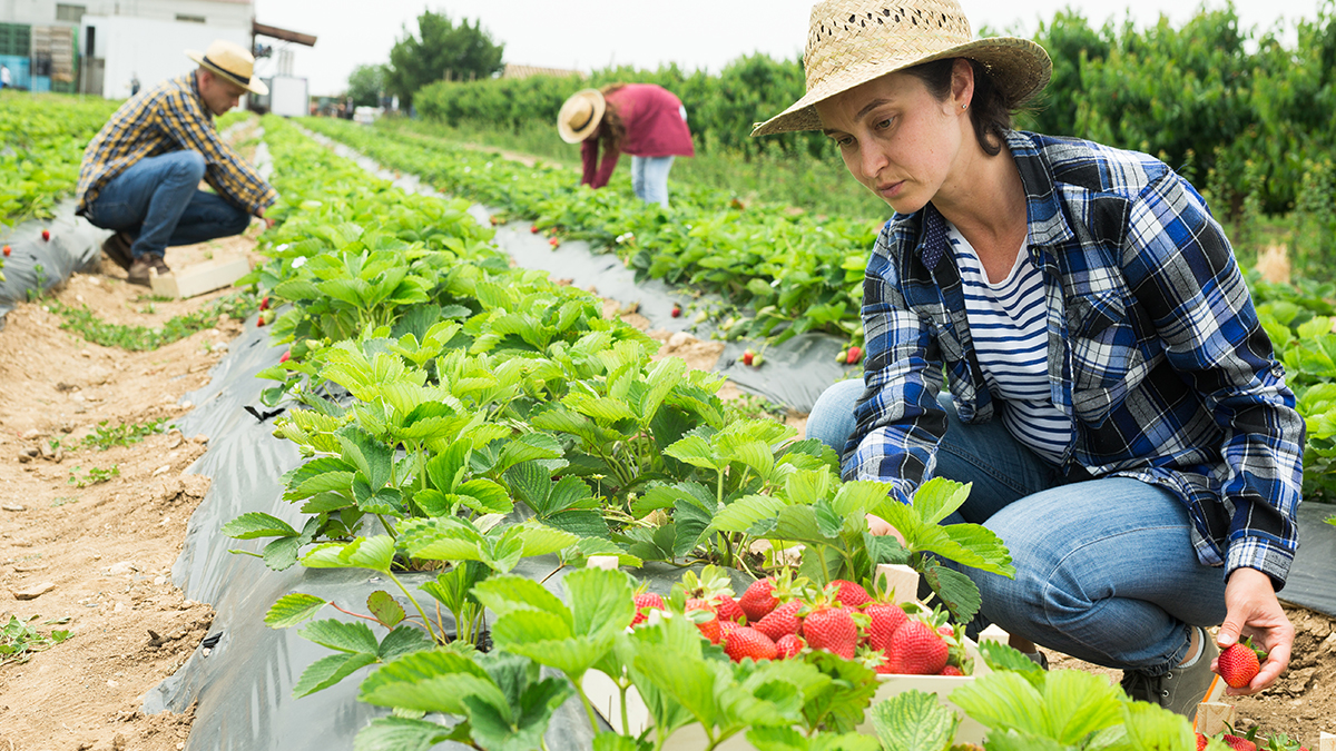 — title missing — Agricultural workers in strawberry fields