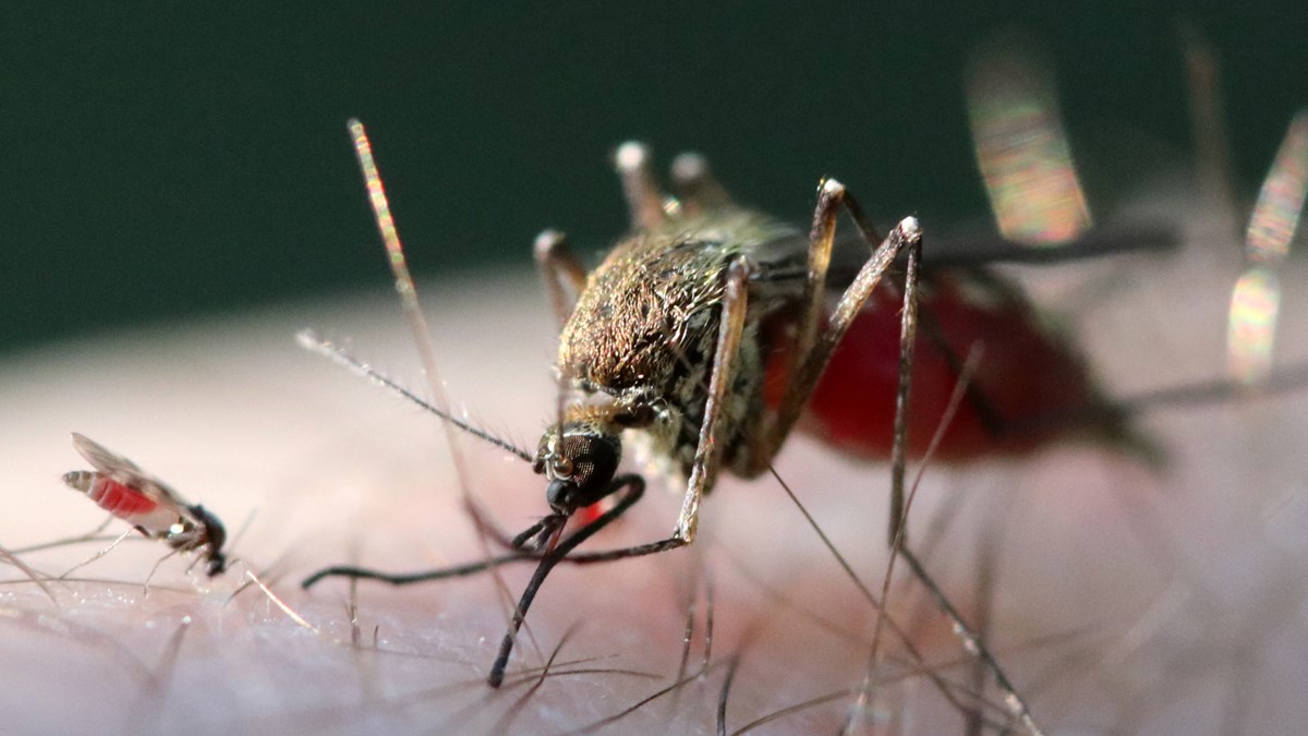 Aa midge and a mosquito biting a person.