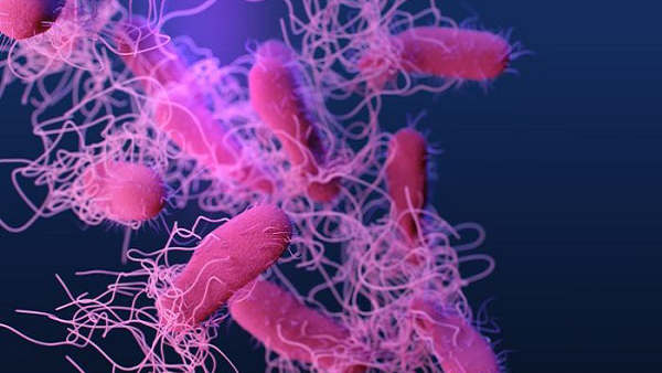 salmonella Microscopic image of Salmonella