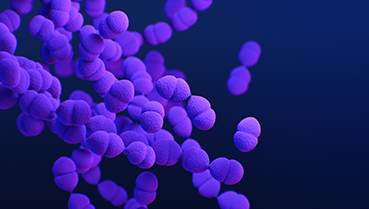 Pneumococcus A computer-generated image of Streptococcus pneumoniae based on scanning electron microscopic imagery.