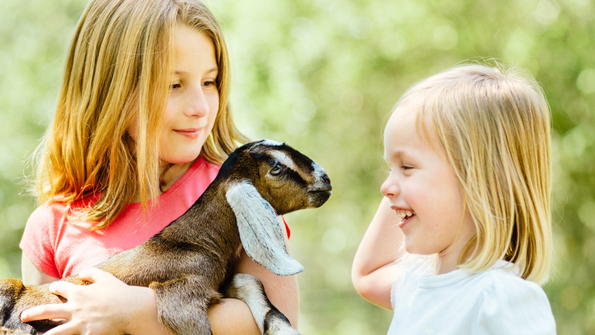 A young girl holds a baby goat while another young girl looks on.