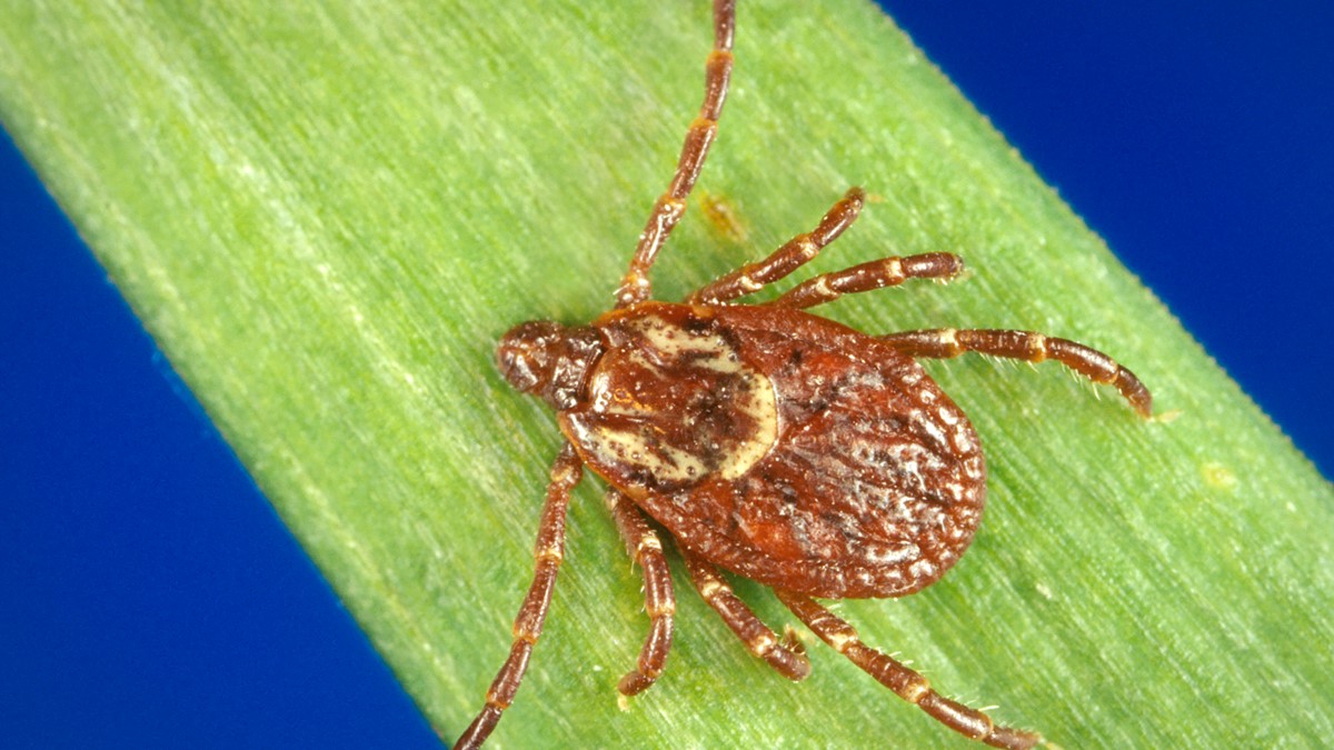 Magnified image of an American Dog Tick on a blade of grass