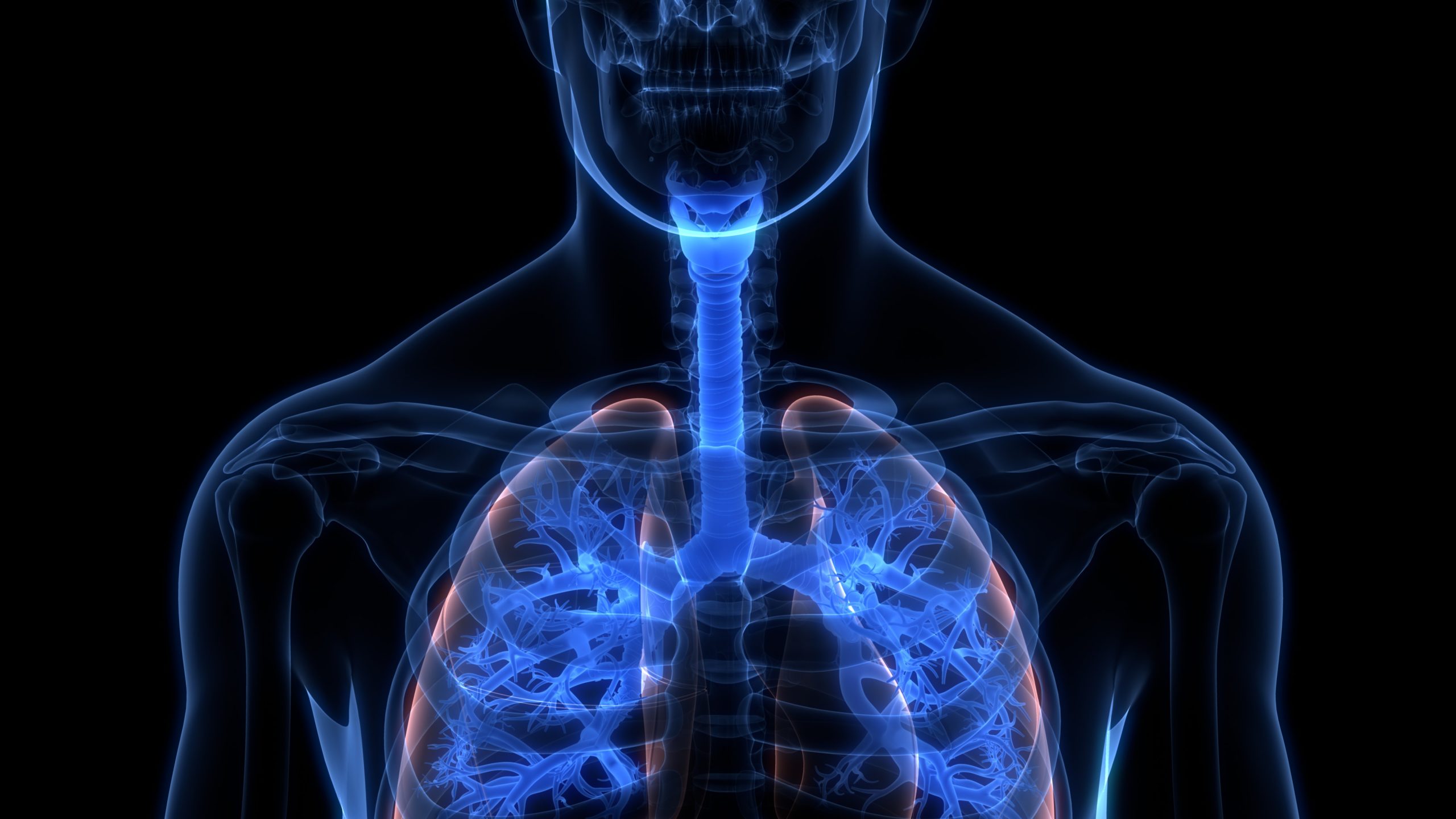 Human Respiratory System Human Respiratory System
