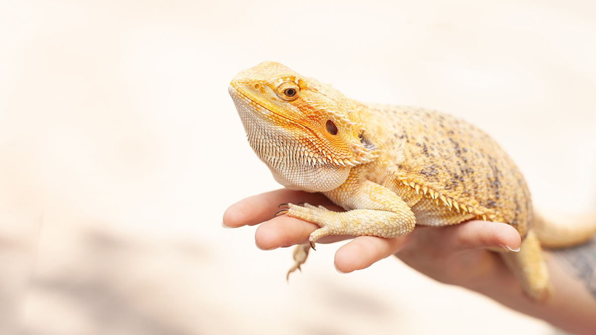 GettyImages-1250741827-16x9 Person holding a yellow-colored lizard on their hand