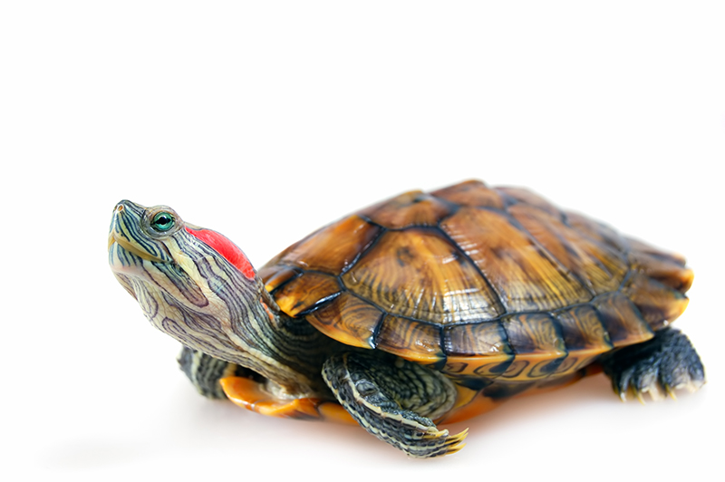 Red Eared Slider Turtle (Trachemys scripta elegans) Red Eared Slider Turtle