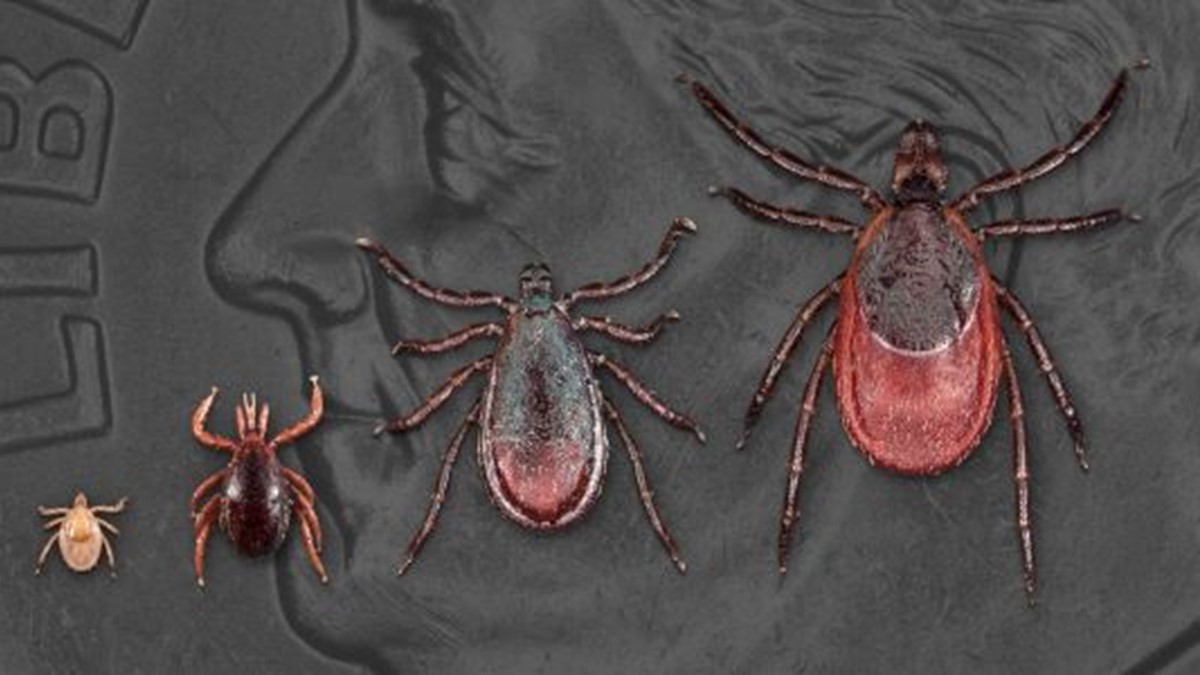 Iscap lifeseries Photo of all life stages of blacklegged ticks on a dime.