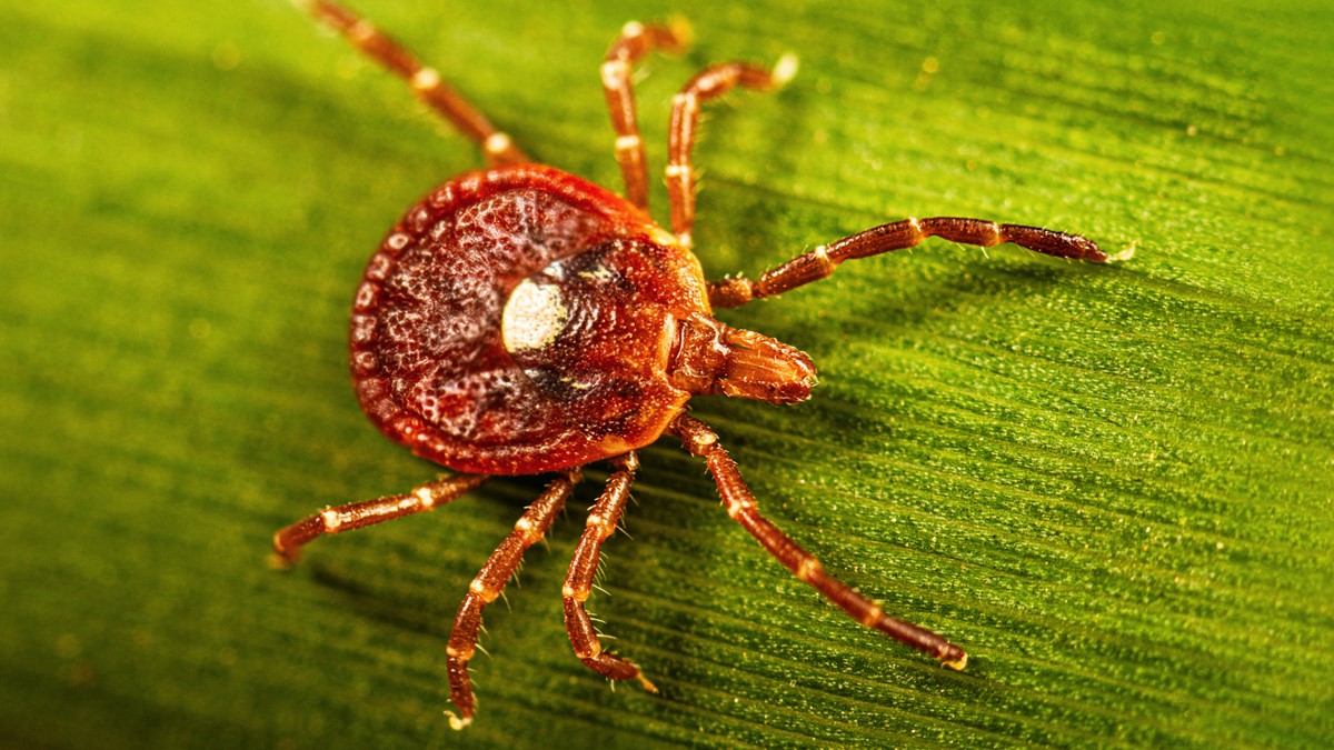 Female amblyomma americanum on a leaf.