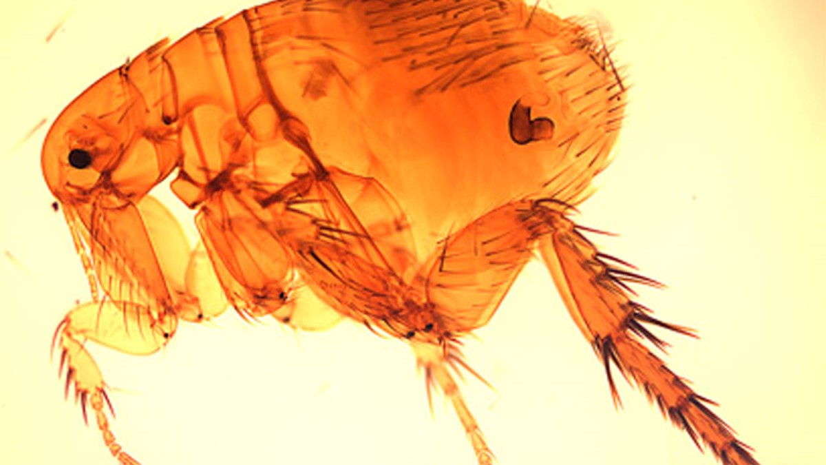 A flea magnified by a microscope.