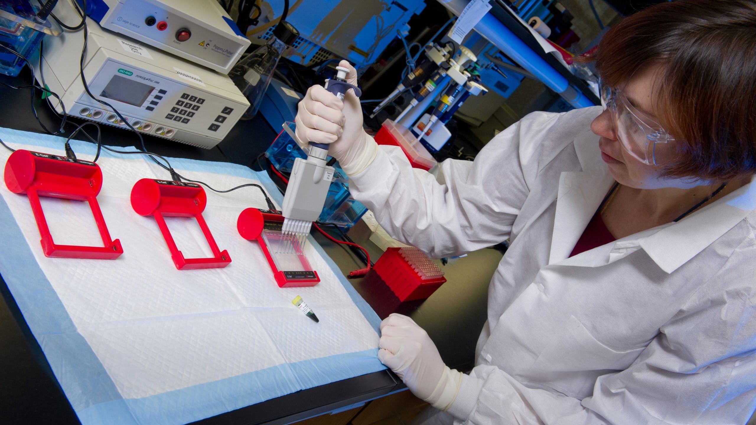 Loading e-gel Laboratory scientist loading e-gel
