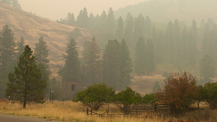 afterwildfire Hazy forest with smoke in the air