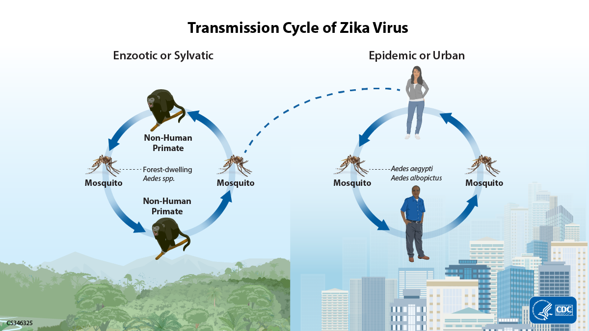 — title missing — A graphic showing the two transmission cycles for Zika virus. The enzootic or sylvatic cycle where the virus is transmitted between forest dwelling mosquitoes and non-human primates and the epidemic or urban cycle where the virus circulates between Aedes species mosquitoes and humans. There is a line showing how the virus can move between the cycles.