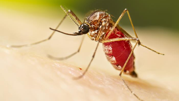 — title missing — Image of an Aedes aegypti mosquito sitting on white skin. The mosquito is full of blood.