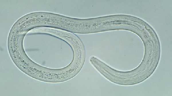 Filariform  hookworm larva
